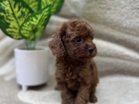 REB BROWN TOY POODLE BEBEKLER