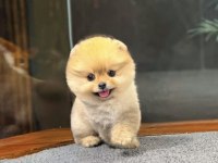 3 aylık pomeranian boo dişi