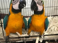 ÜST DÜZEY EL BESLEME ARA MACAW FULL EVCİL