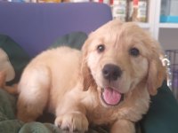 Irk Ve Sağlık Garantili Orjinal Golden Retriever Bebeğimiz