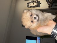 Pomeranian köpeğimiz