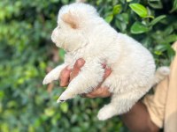 Bembeyaz Chow Chow yavrumuz yeni yuvasını arıyor