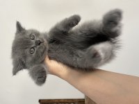 Orjinal ırkta, nadir bulunan bir cins british longhair