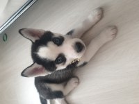 A Kalite Husky Yavrumuza yeni yuva arıyoruz