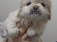 Pamuk prenses köpeğimiz