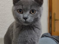 Full şecereli british shorthair blue point