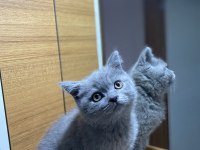 British Shorthair Safkan Yavru
