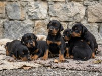 Safkan Doberman Yavrular