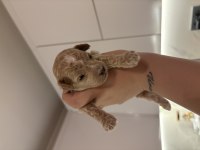 Toy Poodle dişi erkek sütten kesilmesine 2 hafta kaldı
