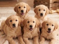 Son Derece Sosyal Ve Oyuncu Golden Retriever Yavrularımız