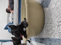 Kan hattı muhteşem french bulldog yavrumuz