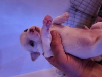 Orijinal elma kafa chihuahua yavruları erkek