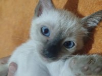 2 AYLIK 3 TANE SAFKAN DİŞİ SİYAM KEDİSİ