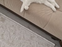 Beyaz british shorthair pamuk sahiplendirilecektir