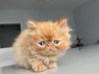 SAFKAN BAL KÖPÜĞÜ YAVRU İRAN KEDİSİ ( 2 AYLIK )