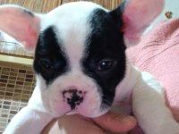 Sağlıklı french bulldog yavrularımız yeni yuvalarını arıyor