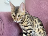 4 AYLIK BENGAL KEDİSİ