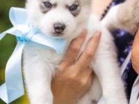 Husky yavruları