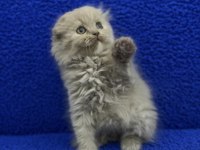 İstanbul içi Adrese teslim lilak scottish fold longhair