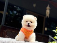 Sağlık ve ırk garantili pomeranian boo yavru