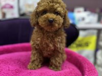 Toy poodle 5 aylık DİŞİ WC eğitimli 1KG