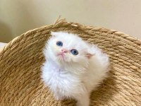 SON DİŞİ ERKEK KARTOPU KEDİ YAVRULARIMIZ
