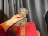 Üst kalite estetikli Doberman yavrularımız
