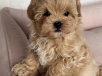 Kıpkızıl mini morkie 1 kg