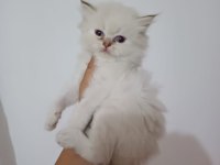 As1133 longhair british bebekler