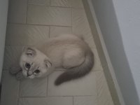 SATILIK YAVRU SCOTTİSH BLUE POİNT ERKEK KEDİMİZ