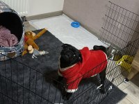 MÜKEMMEL OYUNCU PUG