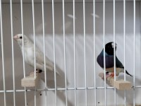 Gökkuşağı İspinozu (Gouldian Finch)