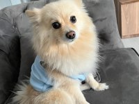 Sevimli Ve Oyuncu Pomeranian Köpeğim