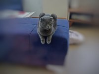2 Yaşında Scottish Fold Duman Gri