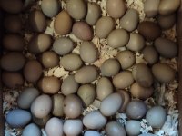 MİNYATÜR ÇİN BILDIRCINLARI (YUMURTA CİVCİV TAKIM)