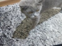 Kızımızı sahiplendiriyoruz british shorthair