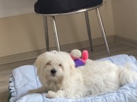 5 AYLIK 0 NUMARA MALTESE TERRİER