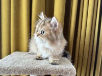 Golden british longhair paşa