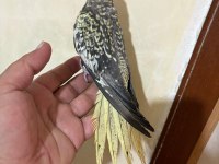 TAM 59 GÜNLÜK OYUN HAMURU SULTAN BEBEK