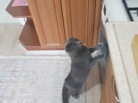 Scotish fold sahiplendiriyoruz