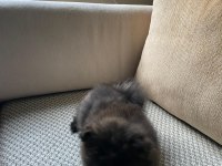 Erkek Ayıcık Pomeranian