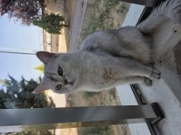 British Shorthair Kedimiz