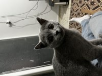 3-4 aylık british shorthair evcil