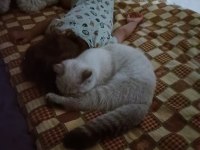 British longhair kedimiz 4 aylık olup dişidir