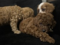 2 aylık toy poodle