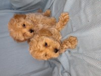 Dünya tatlısı maltipoo bebekler