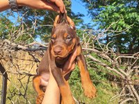 Kızıl ve siyah Doberman yavrular