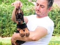 Doberman köpeklerimiz A kalite yeni yuvalarını bekliyor