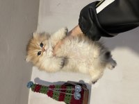 Anne Baba Şecereli Safkan British Longhair Dişi
