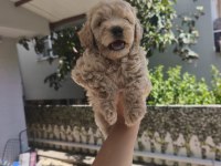 Maltipoo yavrularımız